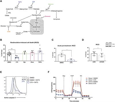 Fatty Acid Synthase Contributes to Restimulation-Induced Cell Death of Human CD4 T Cells